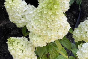 Hydrangea 'Moonrock' New 2025